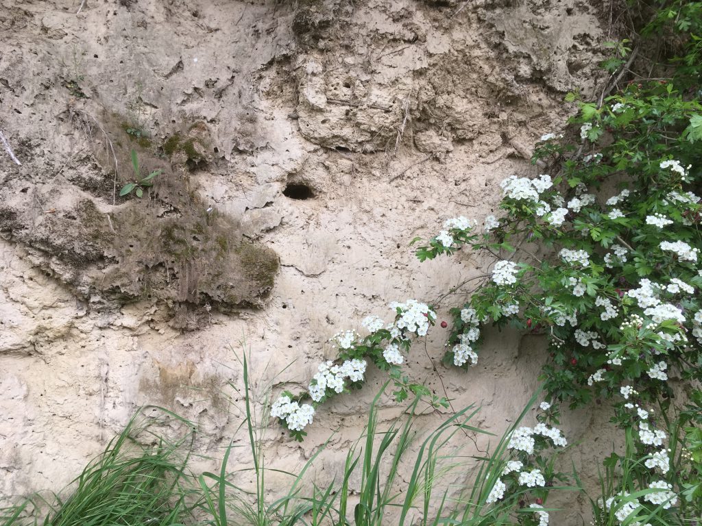 Foto: natürliche Steilwand mit Löß, blühender Hecke und vielen Insekten-Wohn-Höhlen