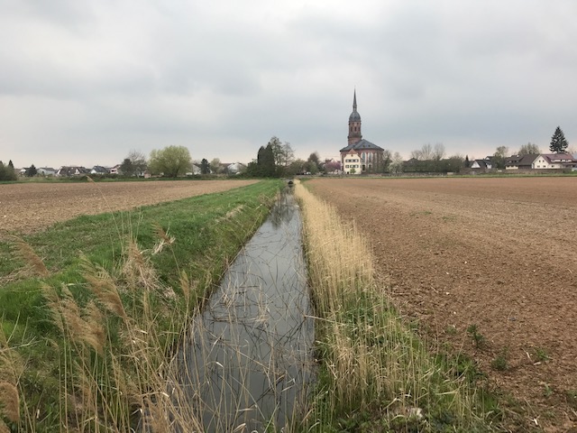 Foto: in der Mitte von vorne ein schnurgerader Wasserlauf zwischen 2 Äcker fast ohne Randstreifen, im Hintergrund Schuttern mit Kirche