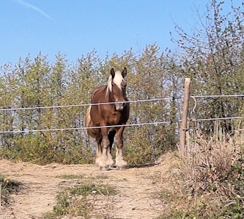 Ein braunes Pferd mit blonder Mähne und blonden Griffelbeinen auf einem unbefestigten Weg hinter einem Pferdezaun. Es handelt sich um einen Kaltblüter.